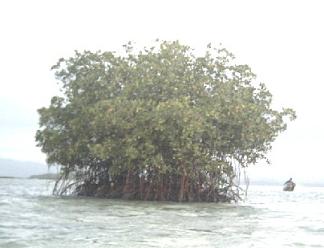 mangrove