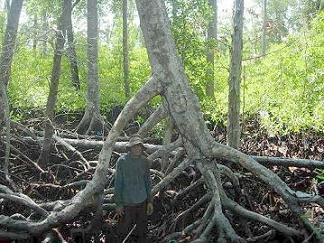 mangrove root