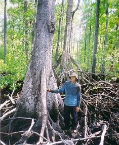 mangrove