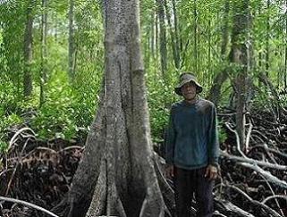 mangrove-8