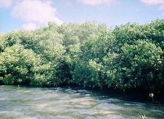 mangrove-1