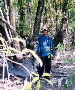 mangrove