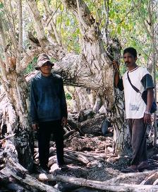 mangrove