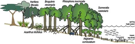kompoisi dan zonasi mangrove